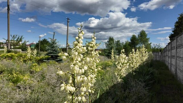 Yuccas are blooming. Green Yucca gloriosa plants with white flowers in the garden in summer. Green Yucca gloriosa plants with white flowers in the garden in summer