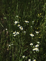 daisies and the grass