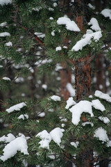 close up of snow hanging on fork with pine trees in background