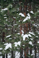 close up of snow hanging on fork with pine trees in background