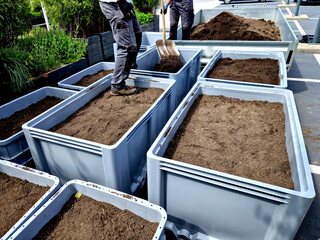 trample the soil in large-capacity flower pots into which herbs, shrubs or perennials are planted....