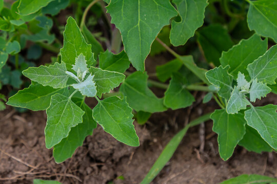 Chenopodium album, edible plant, common names include lamb's quarters, melde, goosefoot, white goosefoot, wild spinach, bathua and fat-hen