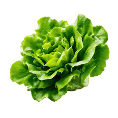 Fresh Green Butterhead Lettuce isolated on a transparent background 3