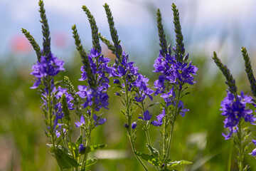 Veronica spicata spiked speedwell syn. Pseudolysimachion spicatum is a species of flowering plant...