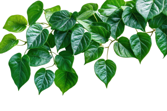 Green leaves of Javanese treebine or grape ivy cascading gracefully, showcasing vibrant foliage in natural light