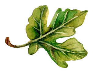 Watercolor illustration of a fig leaf showcasing natural details and vibrant green tones against a white background