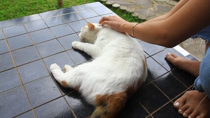Close up of a lady's hand petting a calico cat laying down on terrace.