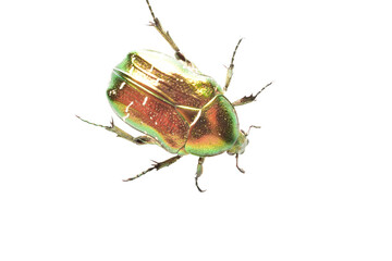 Golden bronze beetle, or common bronze beetle - a species of beetles on a PNG background. Close-up.