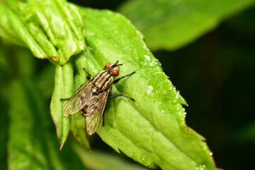 Sarcophaga carnaria, a European species of grey flesh fly, sits on a green leaf.