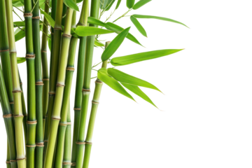 Fortunate bamboo stands tall in the wild, thriving under natural light and showcasing vibrant green leaves and sturdy stalks