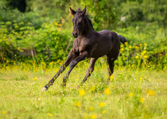 Young black horse galloping through a meadow filled with wildflowers on a sunny day