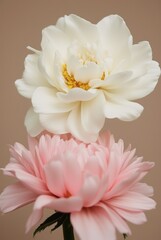 Fototapeta premium Elegant white and pink peonies on soft beige background