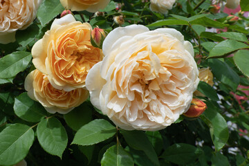 Close-up of beautiful roses in full bloom with soft yellow and cream petals