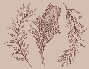 Hand drawn linear illustration of a protea flower in brown ink on a beige background. Elegant botanical sketch in minimal vintage style.Perfect for floral prints, packaging, wedding design