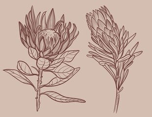 Hand drawn linear illustration of a protea flower in brown ink on a beige background. Elegant botanical sketch in minimal vintage style.Perfect for floral prints, packaging, wedding design