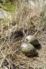 Close-up of two speckled bird eggs on dry grass, one beginning to hatch, symbolizing new life and...