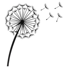 Dandelion seed head with floating seeds, black and white minimalist botanical art