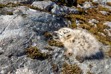 A newly hatched bird chick lies camouflaged on a rocky, moss-covered surface near the shoreline,...