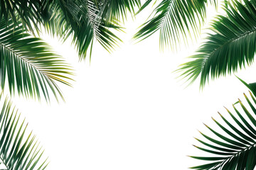 Fototapeta premium Vibrant green palm tree leaves isolated on a clean white background create a tropical and refreshing feel suited for various design concepts and projects