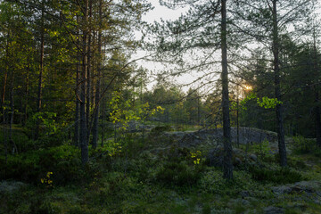 Tranquil woodland clearing with soft sunset light filtering through pine trees, casting golden hues...