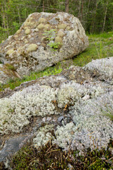 Close-up view of diverse lichen and moss species covering rocky forest terrain, with a large boulder in a green woodland.