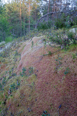 Vibrant red and green sphagnum moss blankets a forest hillside, surrounded by wild heather, shrubs,...
