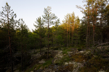 Peaceful pine forest bathed in warm golden light from the setting sun, with moss and lichen covering the rocky woodland floor.