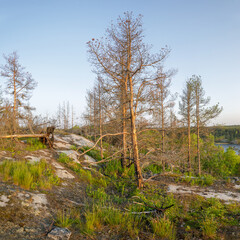 Rocky forest ridge featuring dry pine trees and new green undergrowth, illuminated by golden...