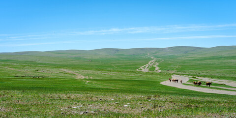 Naklejka premium Mongolia