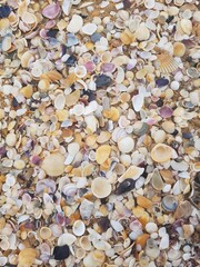 sea shells background