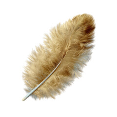 Golden Ostrich Feather Isolated on a transparent background 2