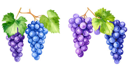 Fototapeta premium Grape watercolor illustration
