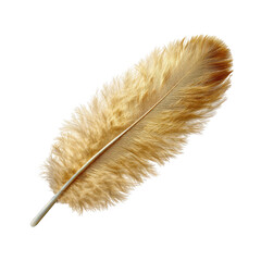 Golden Ostrich Feather isolated on a transparent background