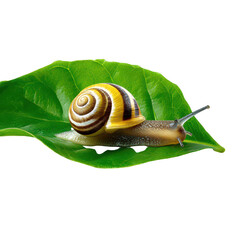 Golden Snail Crawling Green Leaf isolated on a transparent background 1