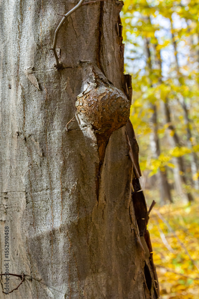 Poster the close-up of a tree tumor on trunk of torch tree