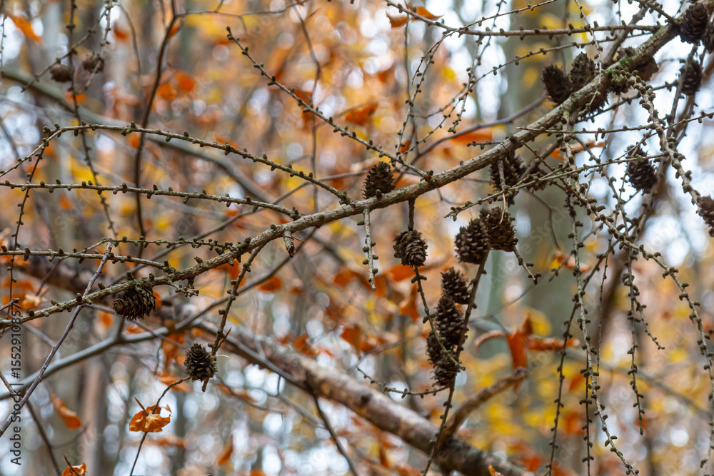Poster larch tree branches with small cones in autumn. small cones on a green branch of a fir tree. fall na