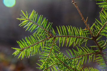 Wet Spruce Branch With Drops Of Water Glistening. Spruce Twig With Water Drop After Rain. Selective...