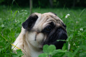 Obraz premium scene pug in the garden. Close up