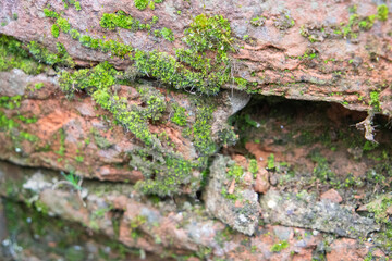 Old stone wall with moss growing. Background. Texture.