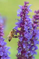 Honey bee in sage flower
