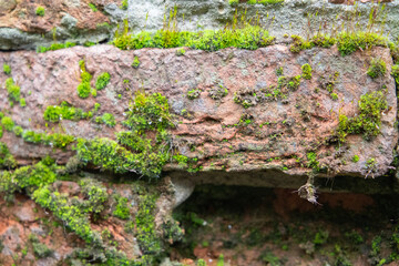 Old stone wall with moss growing. Background. Texture.
