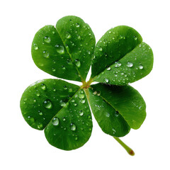 Green Four Leaf Clover with Dew Drops isolated on a transparent background