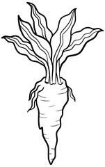 Horseradish Plant Vector Outline Line Art Drawing