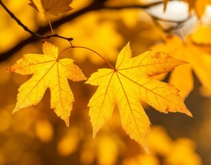 Maple Tree Beauty in Nature and Design