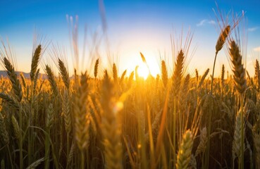 Fototapeta premium Golden wheat field at sunset. Sunlight shines through ripe wheat ears. Agriculture landscape of countryside farm with golden cereals against clear blue sky. Harvest time. Abundance.