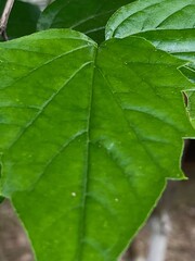 green leaf with water drops