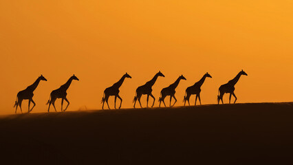 herd of giraffes walking single file across the crest of a dune in Namibia