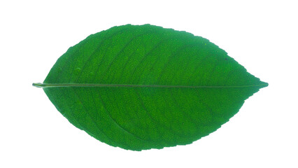Fresh green citrus leaf isolated on transparent background