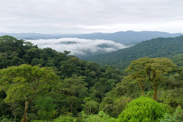 Obraz premium Misty forest landscape reveals hidden depths of nature's beauty