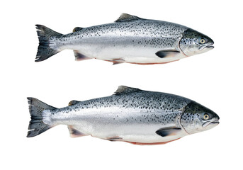 Fresh Atlantic Salmon Comparison &ndash; High-Quality Fish Image Isolated on Black Background.